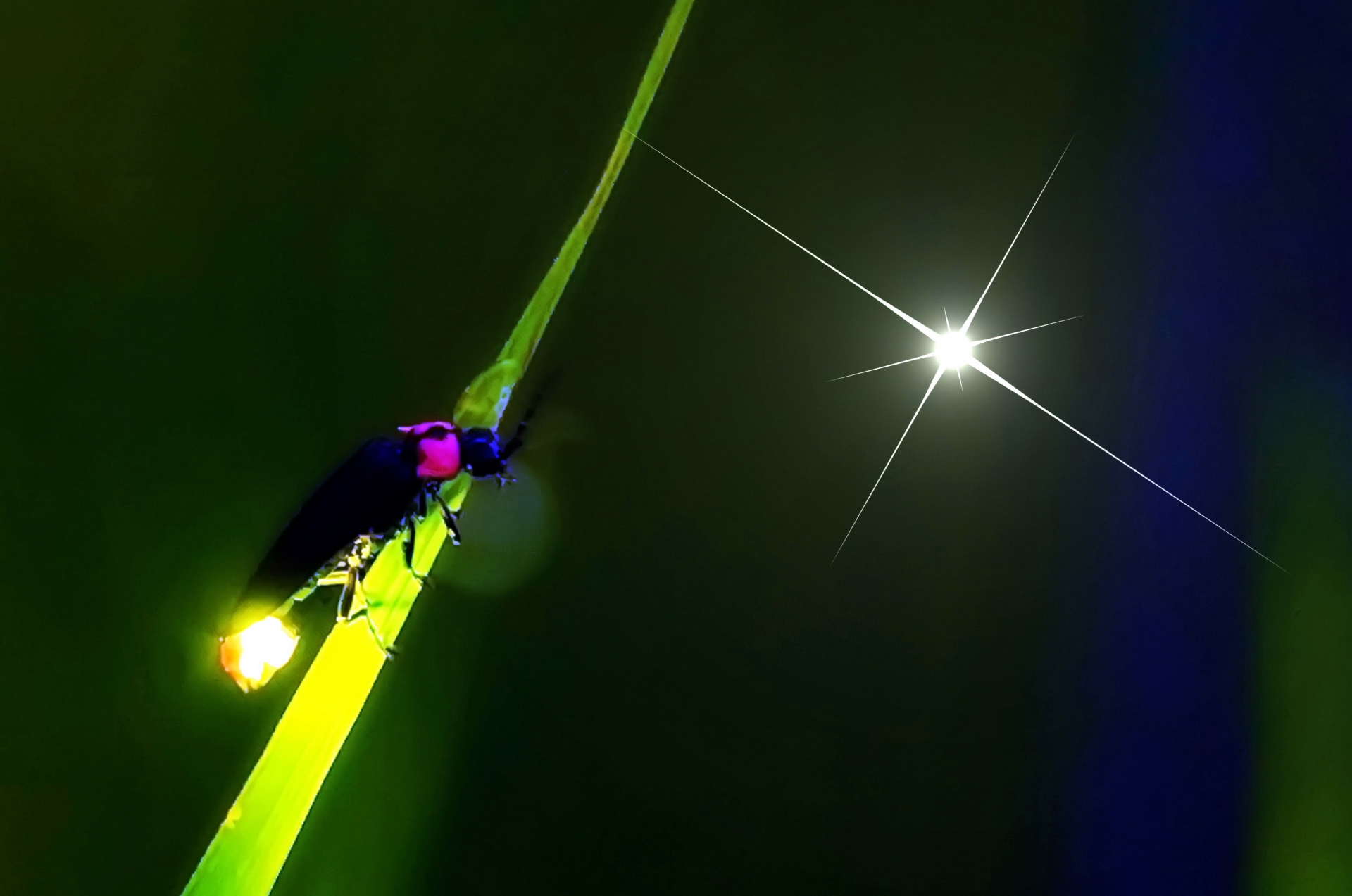 夜の草にとまるホタルと、その光が浮かび上がる様子
