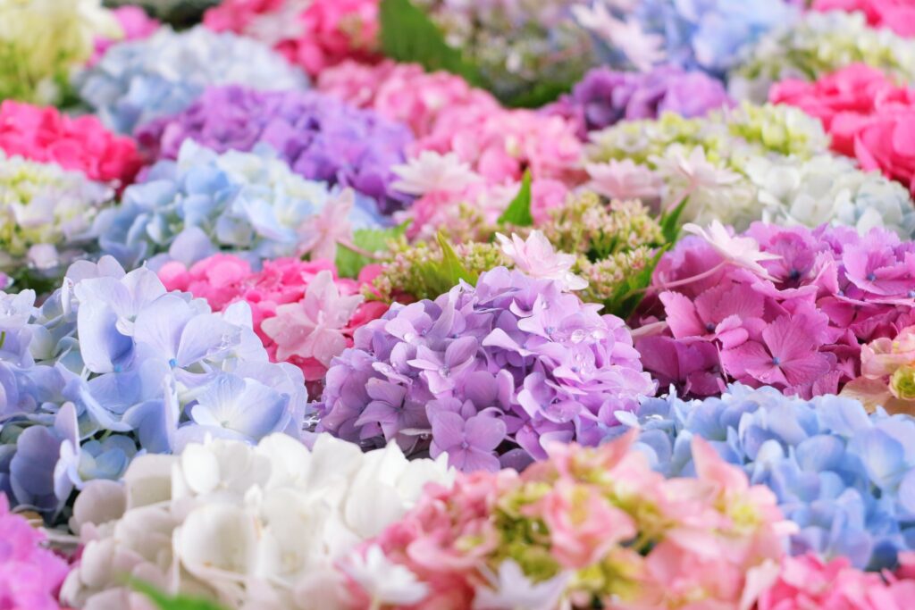 さまざまな色の紫陽花の花が水に浮かんでいる様子