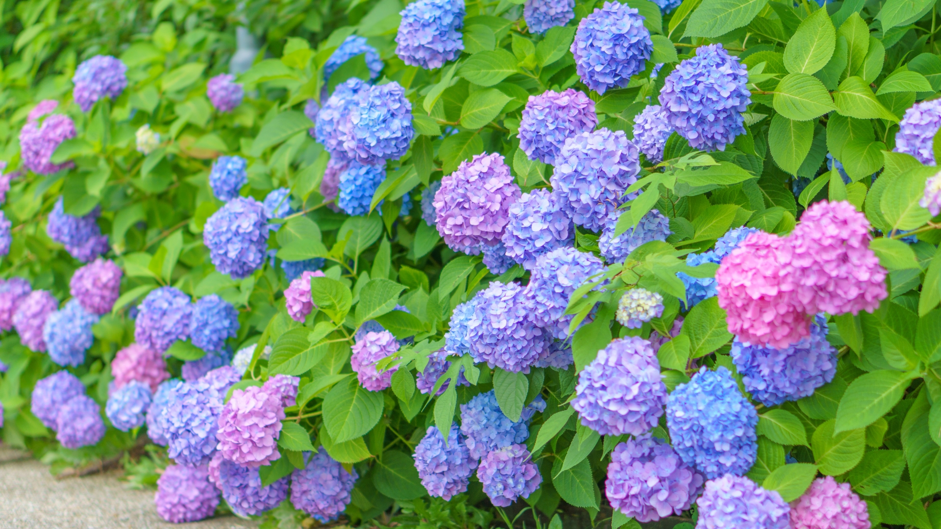 色とりどりの紫陽花が咲き誇る初夏の花壇の様子