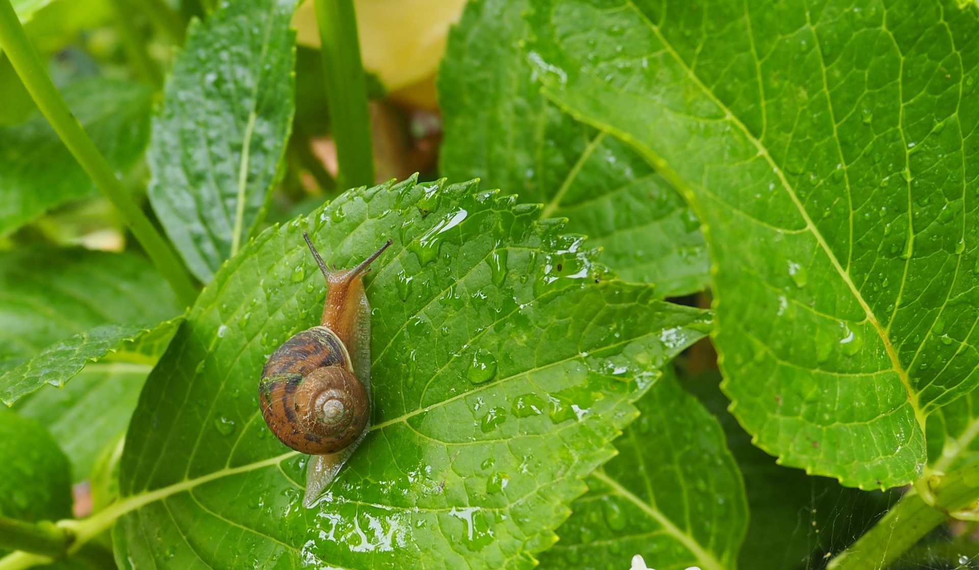 雨粒に濡れた緑の葉と、葉の上を這うカタツムリの写真