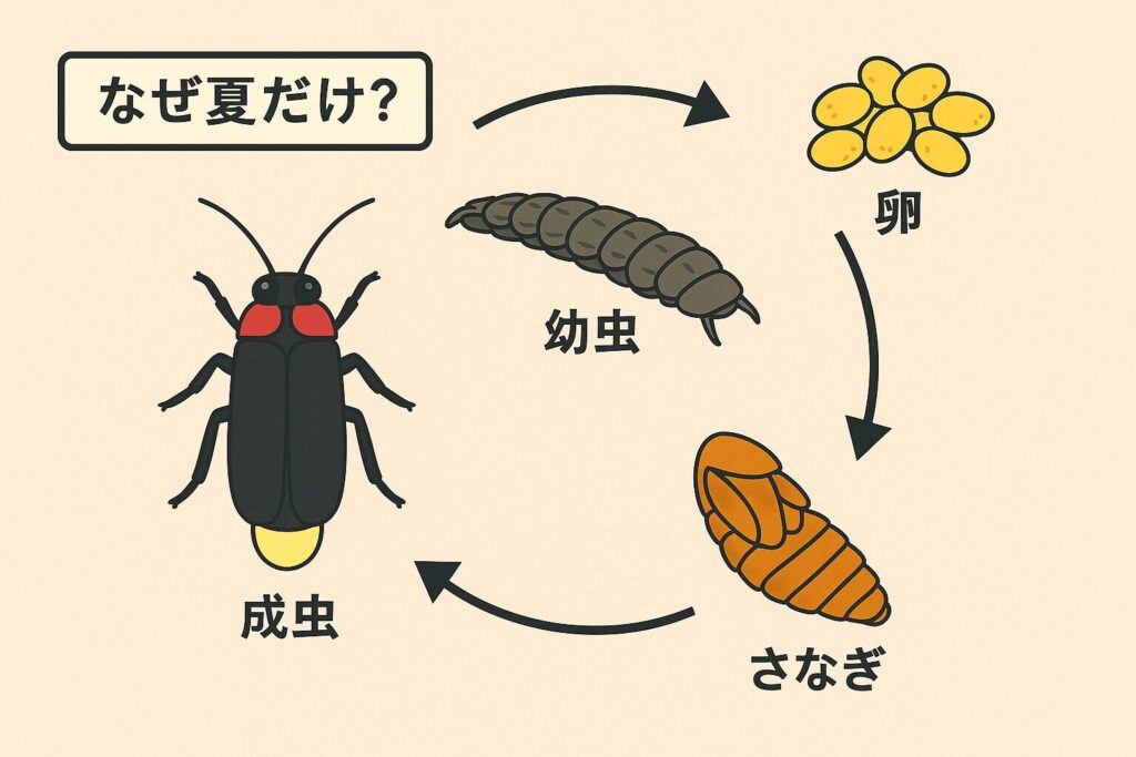 ホタルの一生を示した図。卵、幼虫、さなぎ、成虫の順に矢印でつながれている。