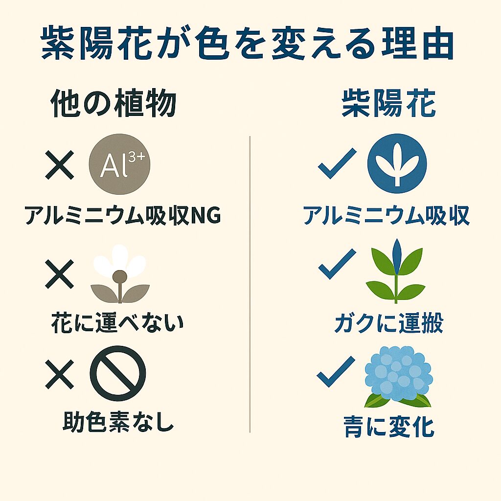 紫陽花が花の色を変える理由を、他の植物との比較で示した図解