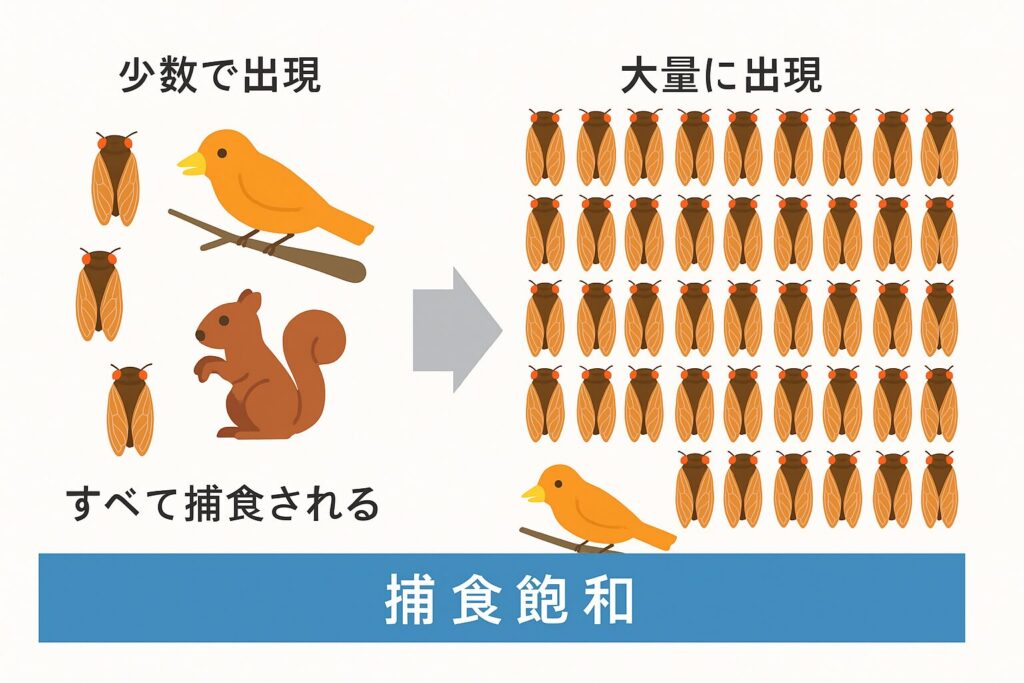 少数のセミがすべて捕食される例と、大量発生したセミの多くが生き残る例を比較した捕食飽和の図解