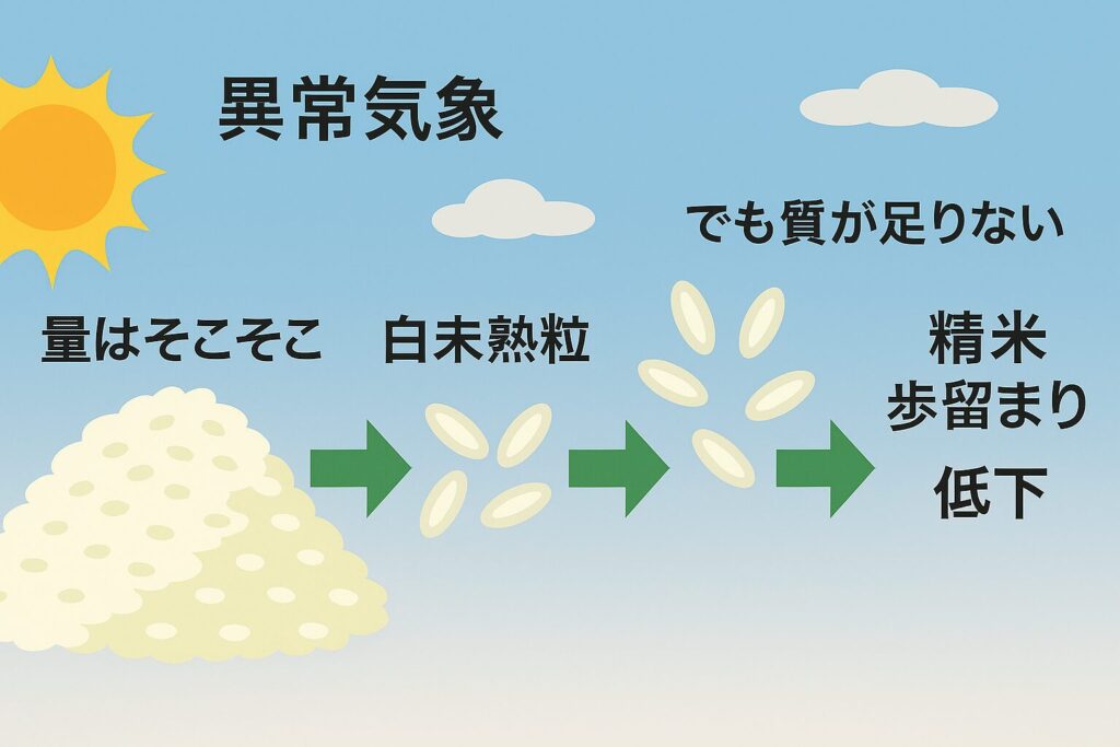 青空の下、異常気象を背景に米の山から白未熟粒が精米される過程を示し、「量はそこそこ」「でも質が足りない」「精米歩留まり低下」の文字が並ぶイラスト。