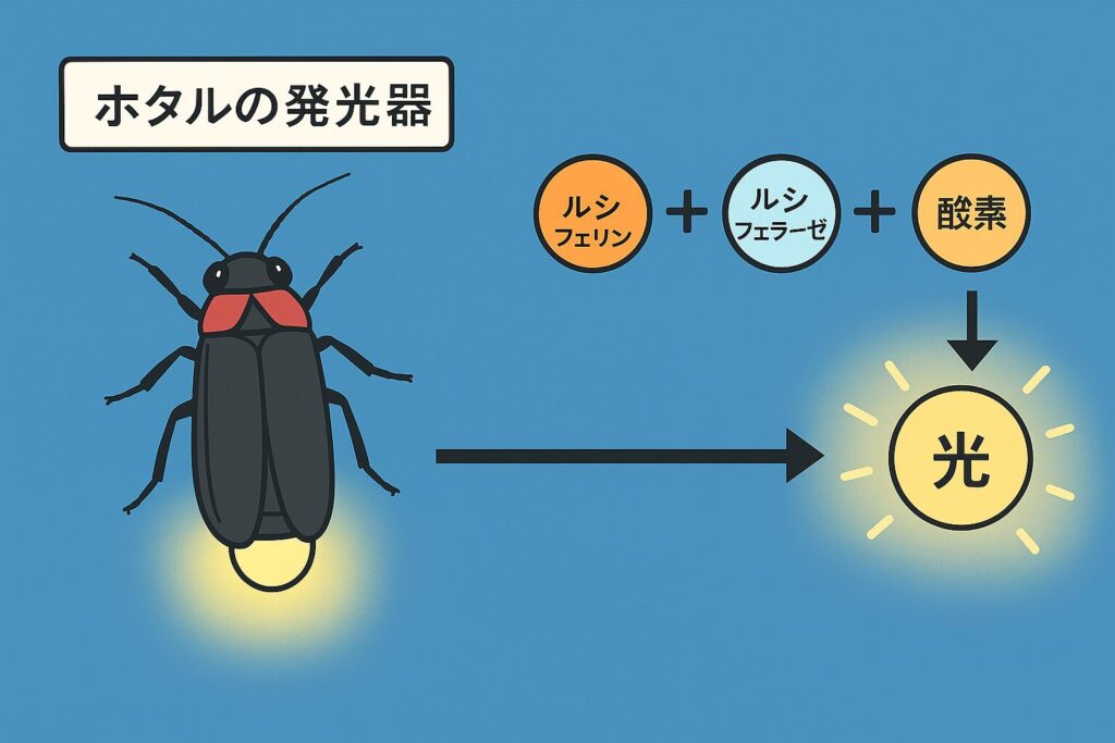 ホタルの発光器の仕組みを示す図。ルシフェリンとルシフェラーゼ、酸素の反応で光が生まれる様子