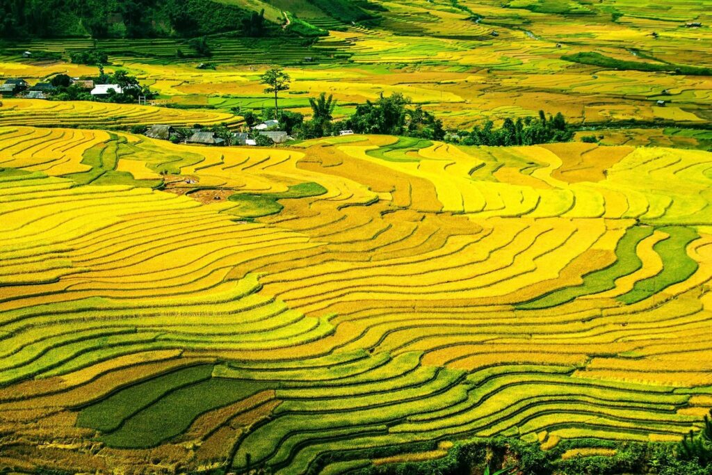 黄金色の棚田が広がる日本の農村風景