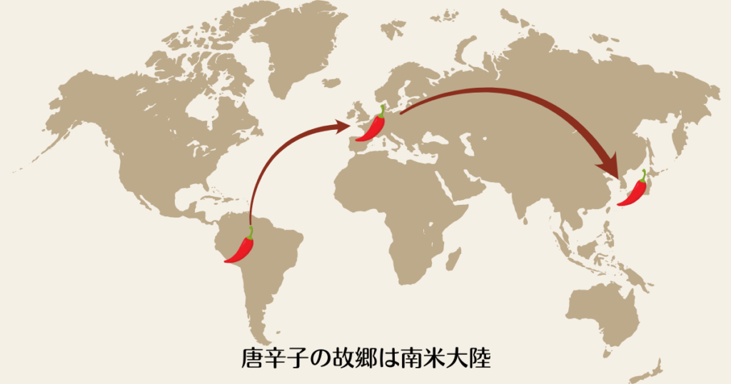 南米からヨーロッパを経由し、東アジアへと伝わる唐辛子のルートを示す世界地図。南米、ヨーロッパ、日本に唐辛子のアイコンが配置され、矢印で結ばれている。